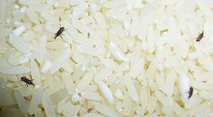 盤(pán)錦營(yíng)田米業(yè)有限公司