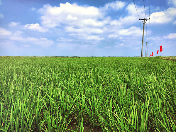 盤錦營田米業(yè)有限公司