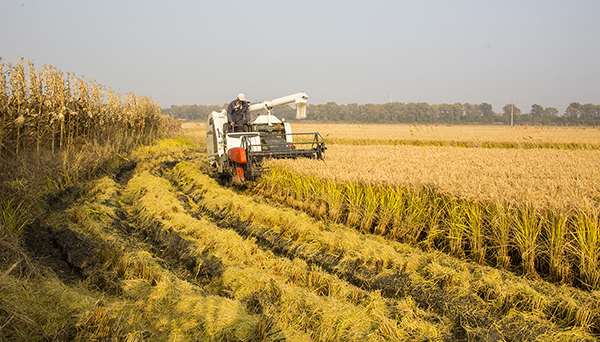 盤錦營田米業(yè)有限公司